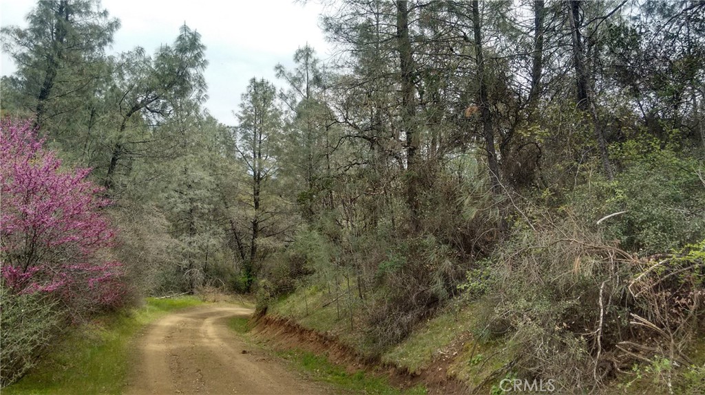 0 Olympia Drive Platina, CA 96076 - Photo 7 of 11 a view of a yard with a tree