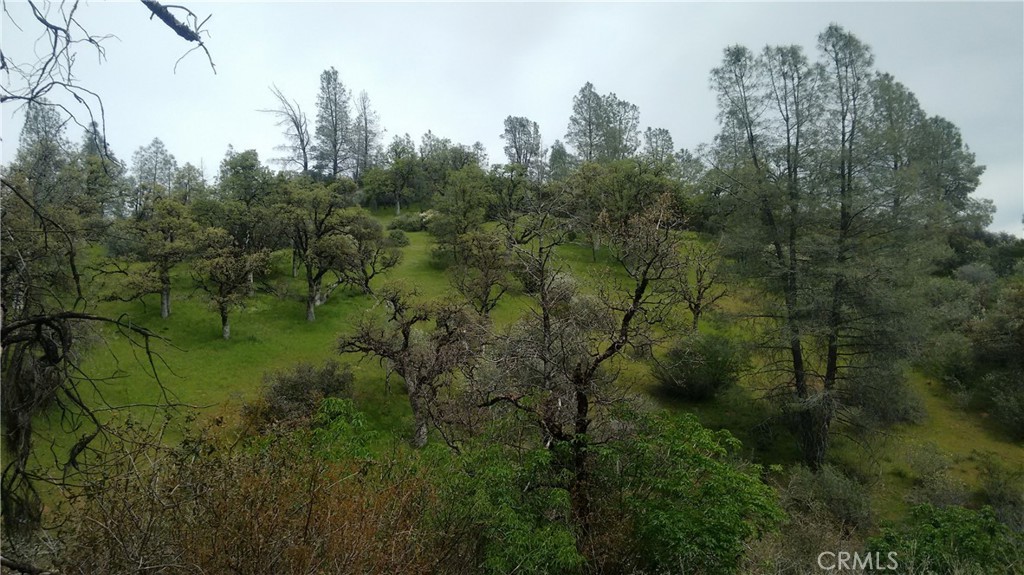 0 Olympia Drive Platina, CA 96076 - Photo 9 of 11 a view of a lush green forest with lots of trees