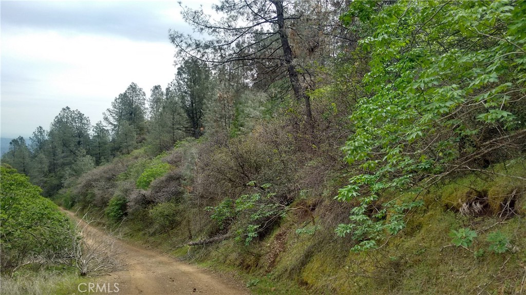 0 Olympia Drive Platina, CA 96076 - Photo 10 of 11 a view of a forest with trees in the background