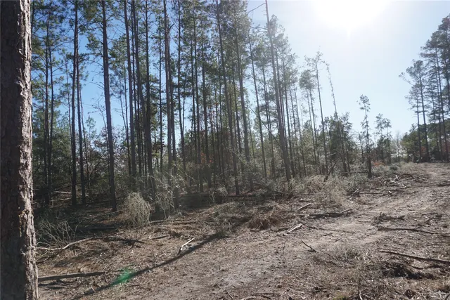 a view of a forest with trees in the background