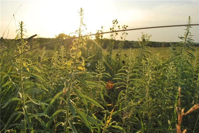 $639,400 | 0 154th Street, Valley Falls, KS 66088