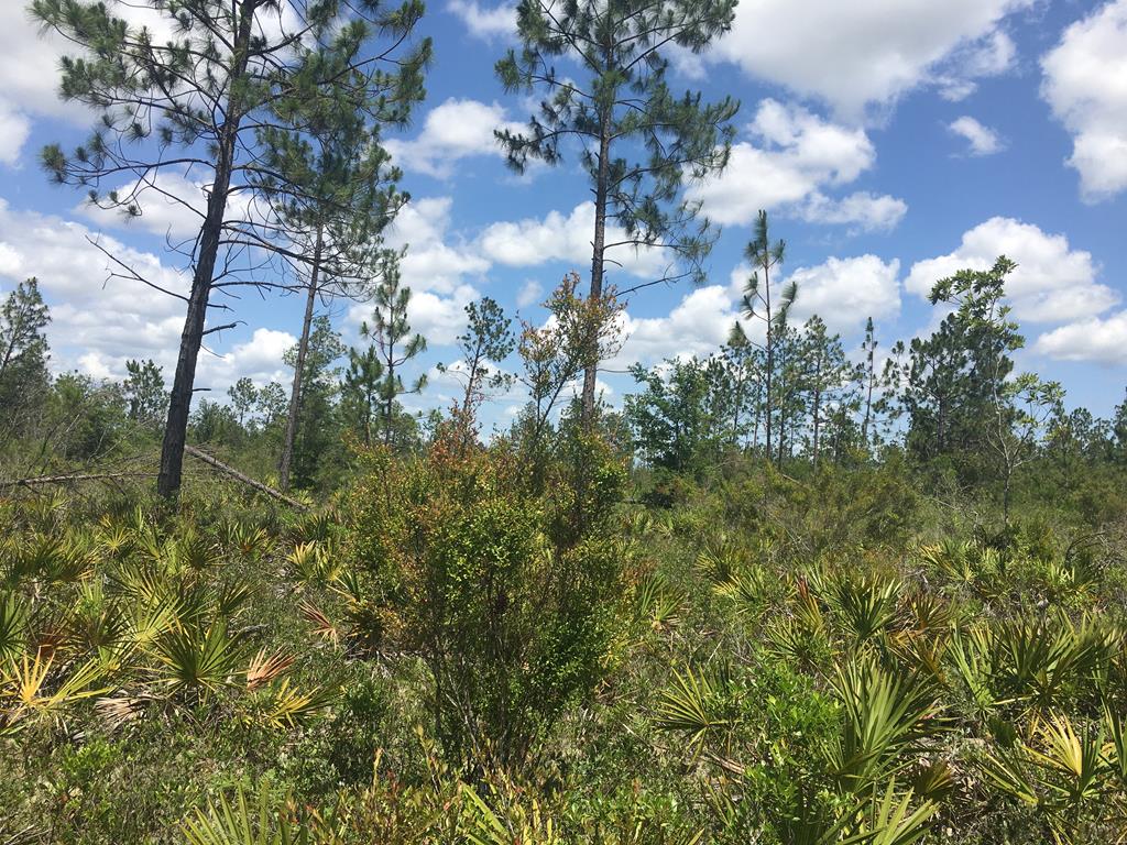 Tbd Rigsby Lane Fountain, FL 32438 - Photo 26 of 34 Gallery Image 26