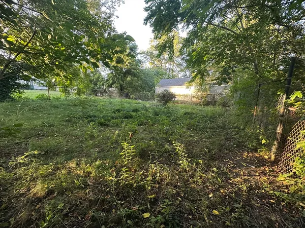 a view of a forest with a tree