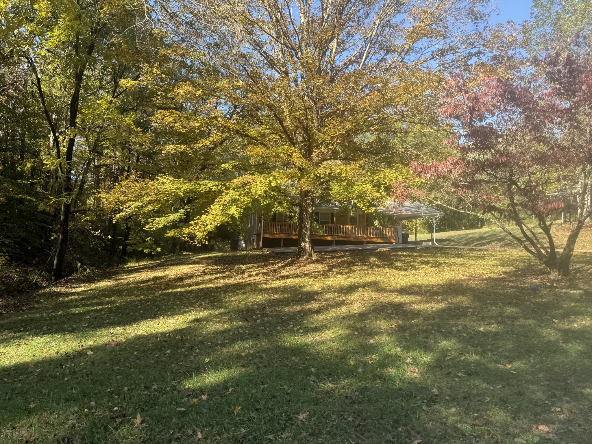 a view of a trees with a yard