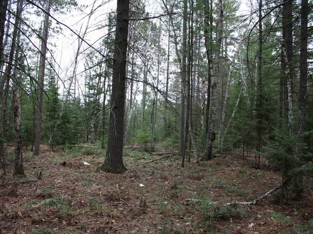 On Perch Lake Road, Unit LOT 2 Eagle River, WI 54521 - Photo 14 of 17 Gallery Image 14