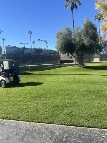 a view of a park with large trees