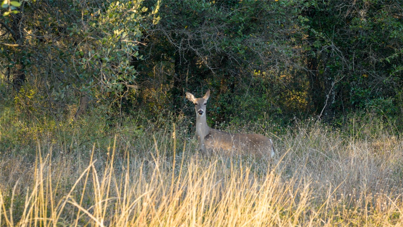 8500 Buck Ridge Drive Brady, TX 76825 - Photo 15 of 32 a view of a forest with trees in front of it