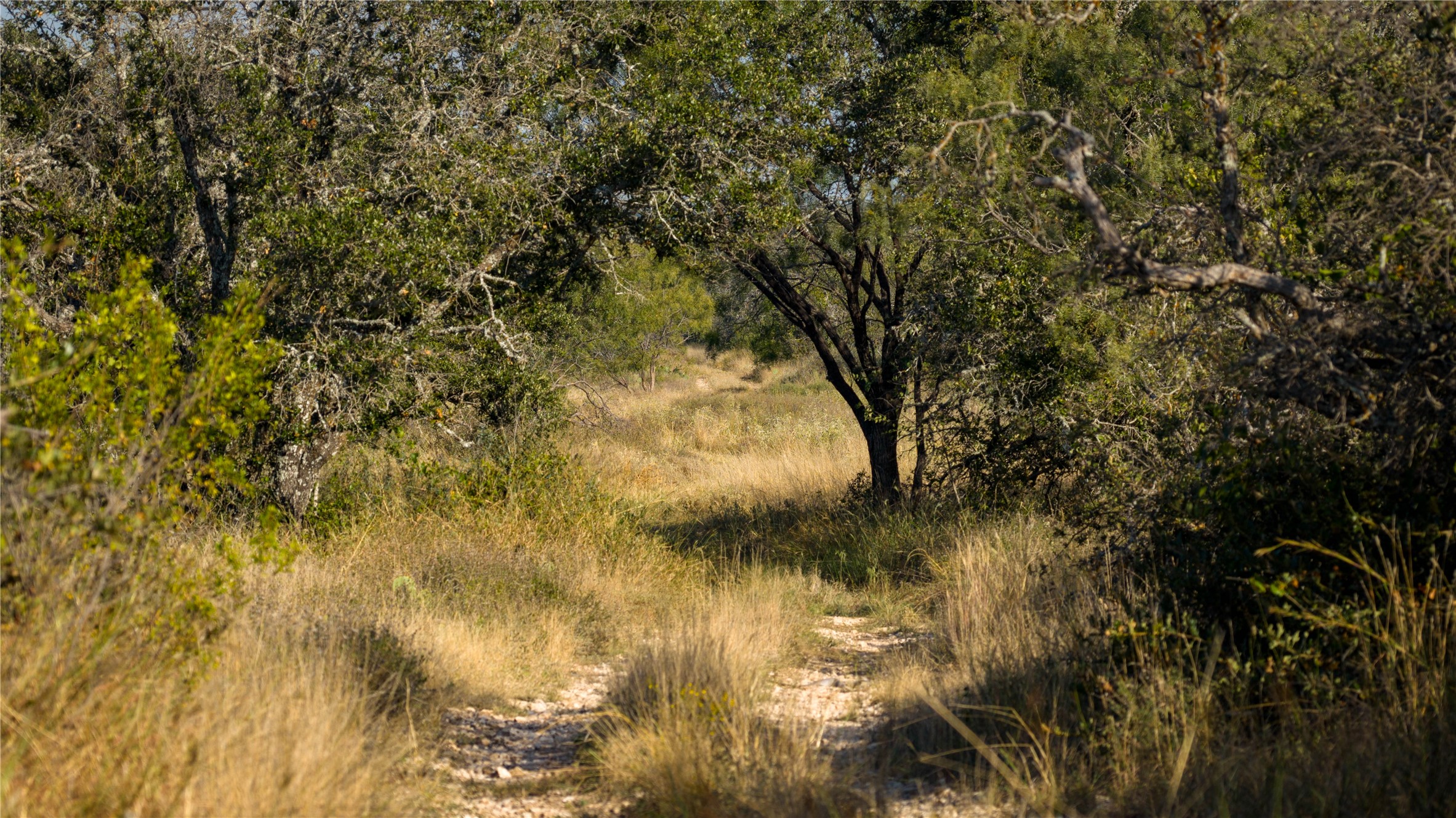 8500 Buck Ridge Drive Brady, TX 76825 - Photo 21 of 32 a view of lake with a tree