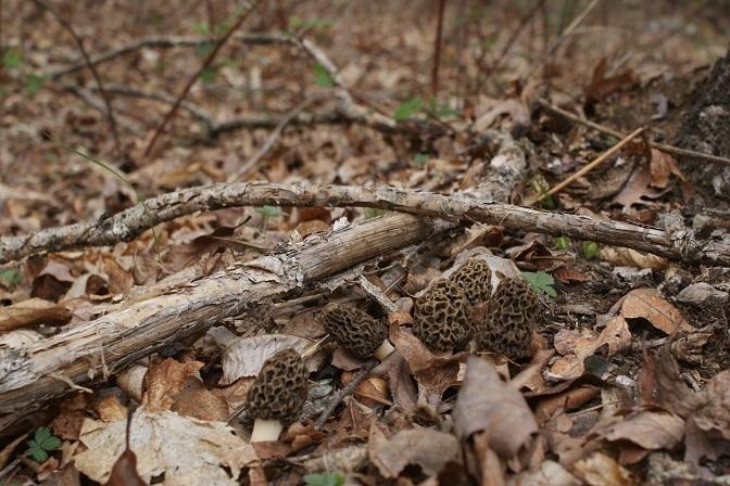 7308 Mill Branch Road Covington, VA 24426 - Photo 17 of 28 Morel Mushrooms
