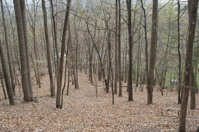 7308 Mill Branch Road Covington, VA 24426 - Photo 8 of 28 Timber Land
