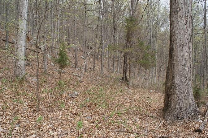 7308 Mill Branch Road Covington, VA 24426 - Photo 9 of 28 Timber Land 2