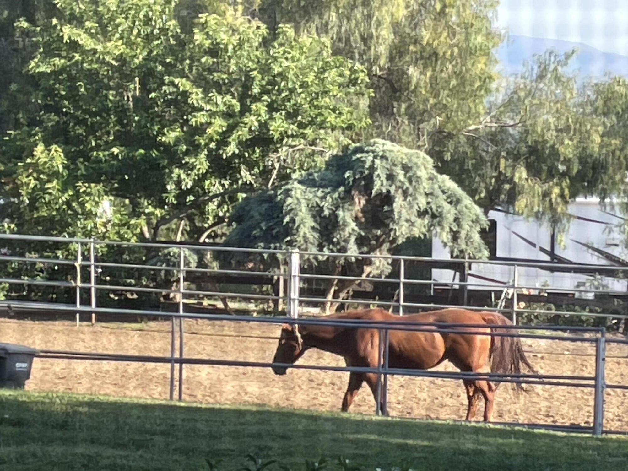 38540 Alva Drive Cherry Valley, CA 92223 - Photo 45 of 60 Arena with horse