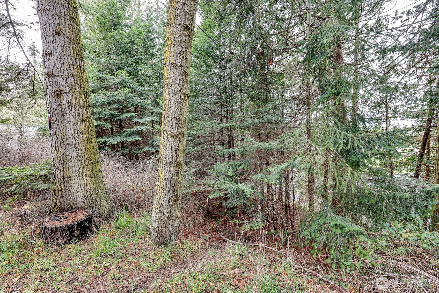 0 Vancouver Place Sequim, WA 98382 - Photo 4 of 26 a view of a forest with a tree