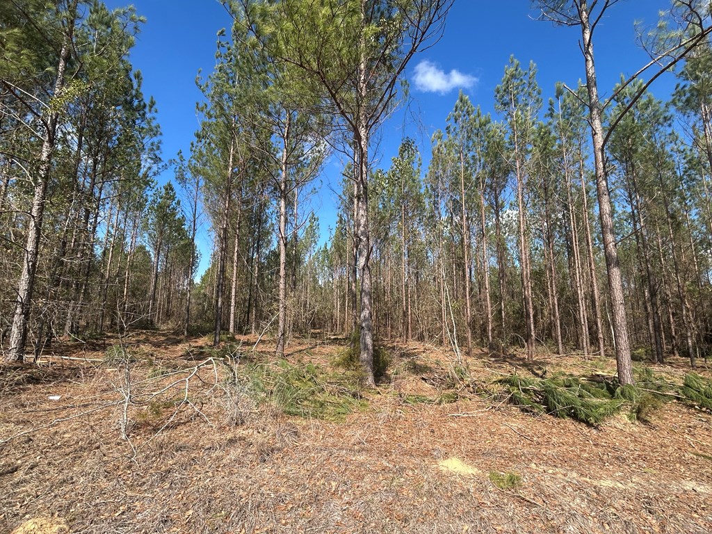 Lot 3-15 -ac Cottonwood Rd/ Phillips Road Cottonwood, AL 36320 - Photo 15 of 49