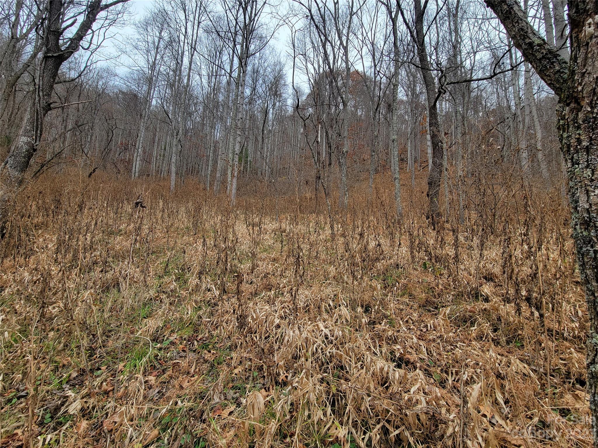 0 Parson Branch Road Green Mountain, NC 28740 - Photo 17 of 22 Gallery Image 17