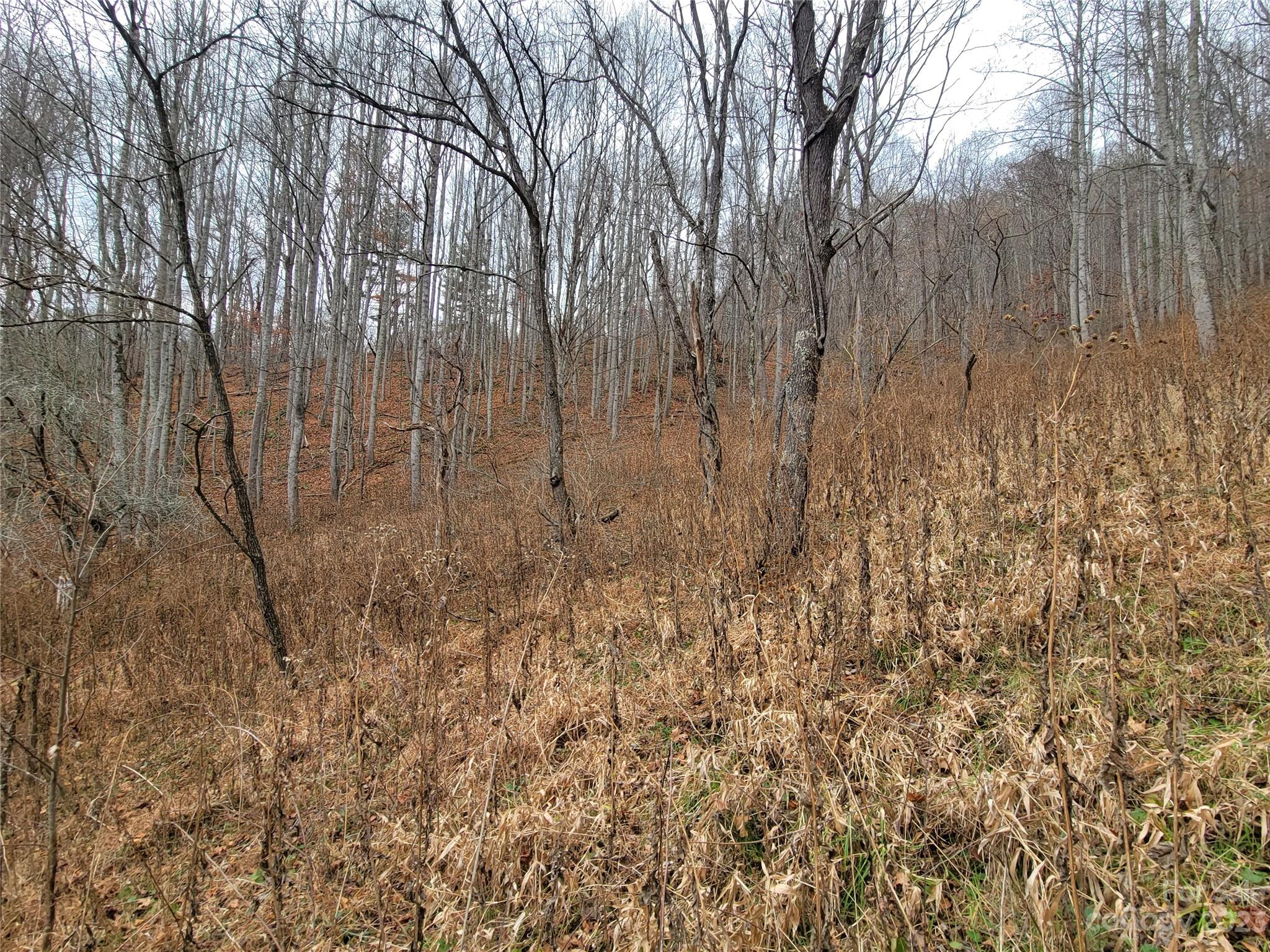 0 Parson Branch Road Green Mountain, NC 28740 - Photo 21 of 22 Gallery Image 21