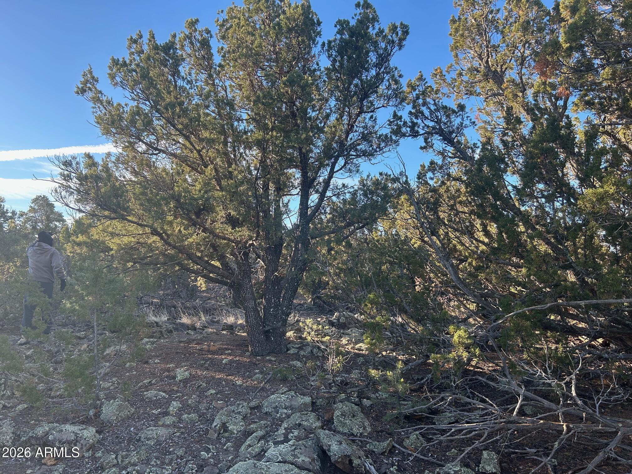 Lot 80 Ranch Road, Unit 80 Concho, AZ 85924 - Photo 2 of 13 IMG_4277