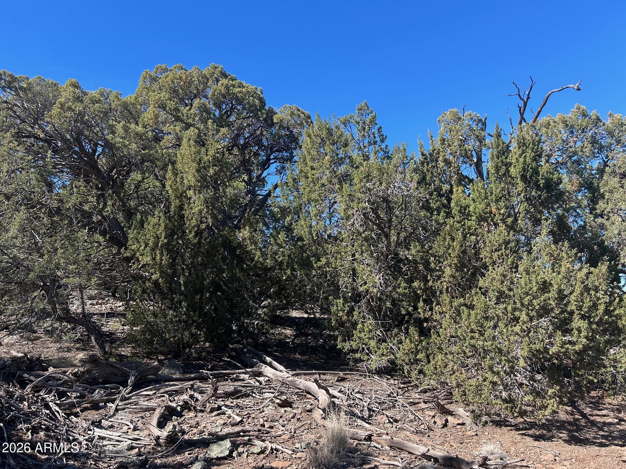 Lot 80 Ranch Road, Unit 80 Concho, AZ 85924 - Photo 6 of 13 IMG_4473