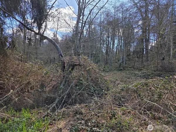 a view of a forest with trees in the background