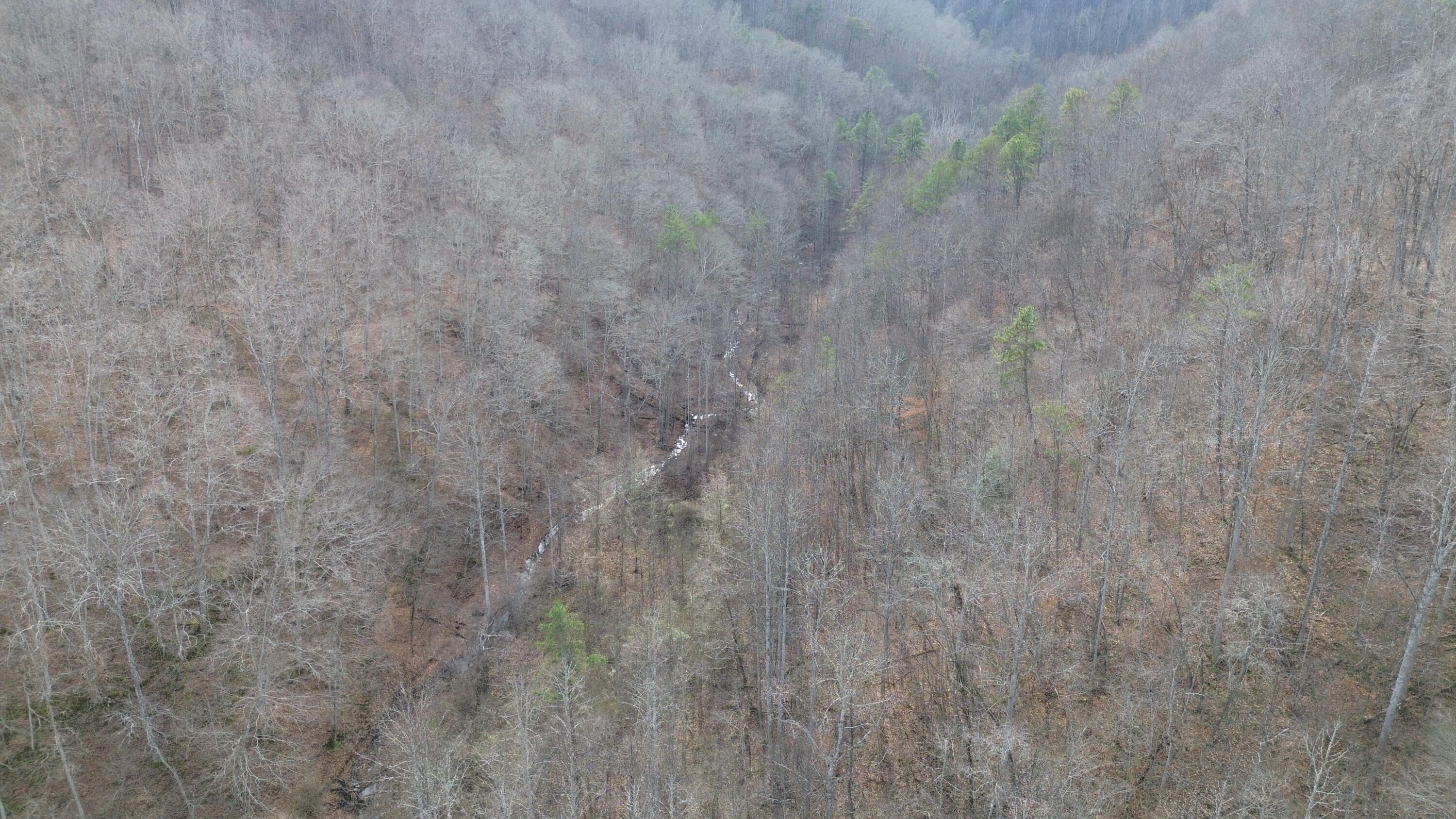 237 A Meat Scaffold Road Jackson, KY 41339 - Photo 10 of 44 Trees