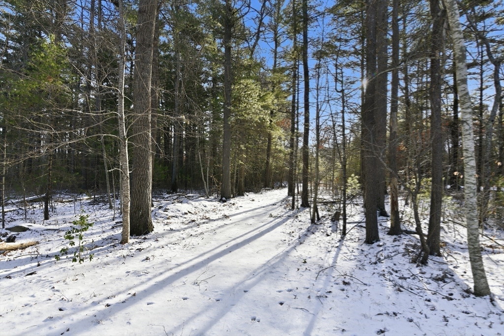 80 Walnut Street Middleboro, MA 02346 - Photo 25 of 34 a view of a yard with trees