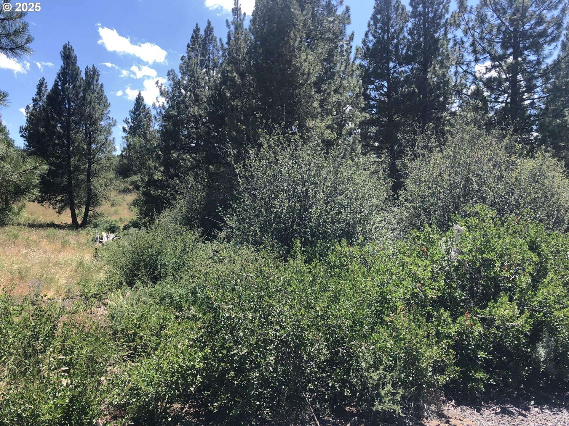 Margi Way, Unit 8 Chiloquin, OR 97624 - Photo 11 of 23 a view of a forest