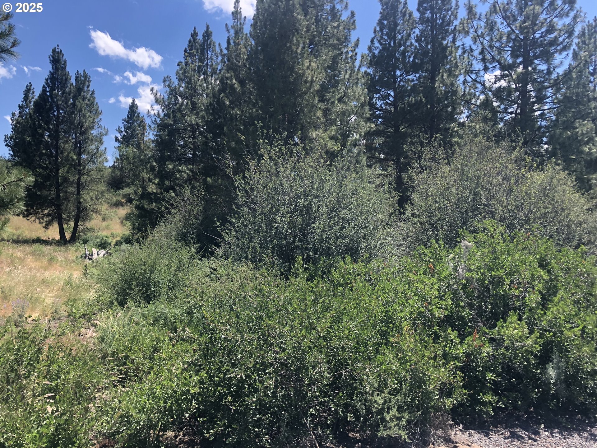 Margi Way, Unit 8 Chiloquin, OR 97624 - Photo 12 of 23 a view of a forest with trees in the background