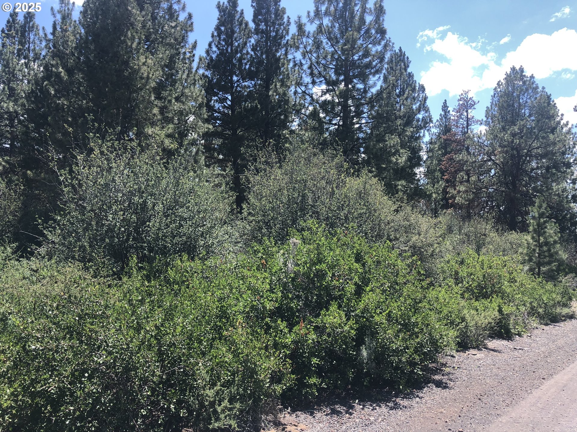 Margi Way, Unit 8 Chiloquin, OR 97624 - Photo 13 of 23 a view of a forest with plants and trees