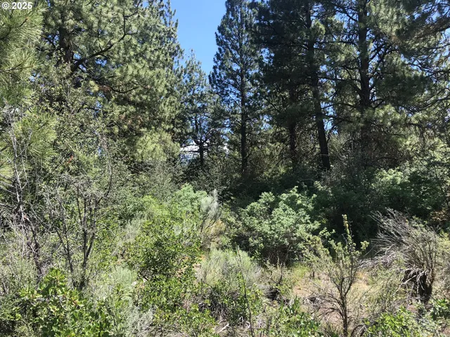 a view of a lush green forest