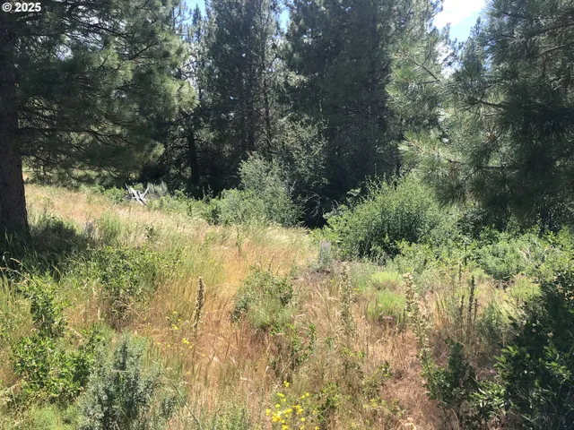 a view of a yard with plants and large trees