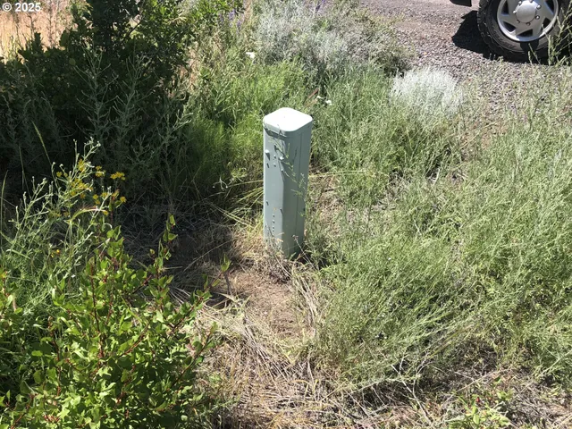 a close up of a plant in a garden