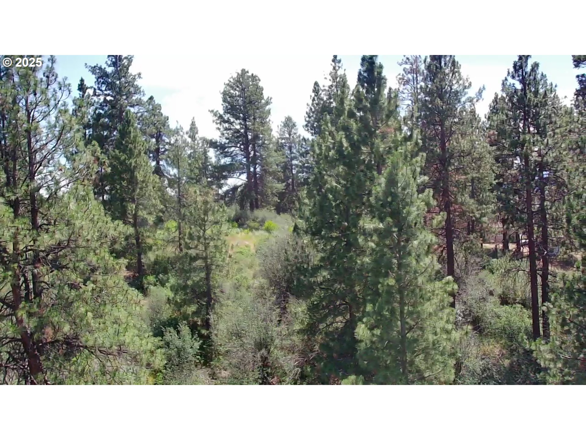 Margi Way, Unit 8 Chiloquin, OR 97624 - Photo 2 of 23 a black and white photo of a forest