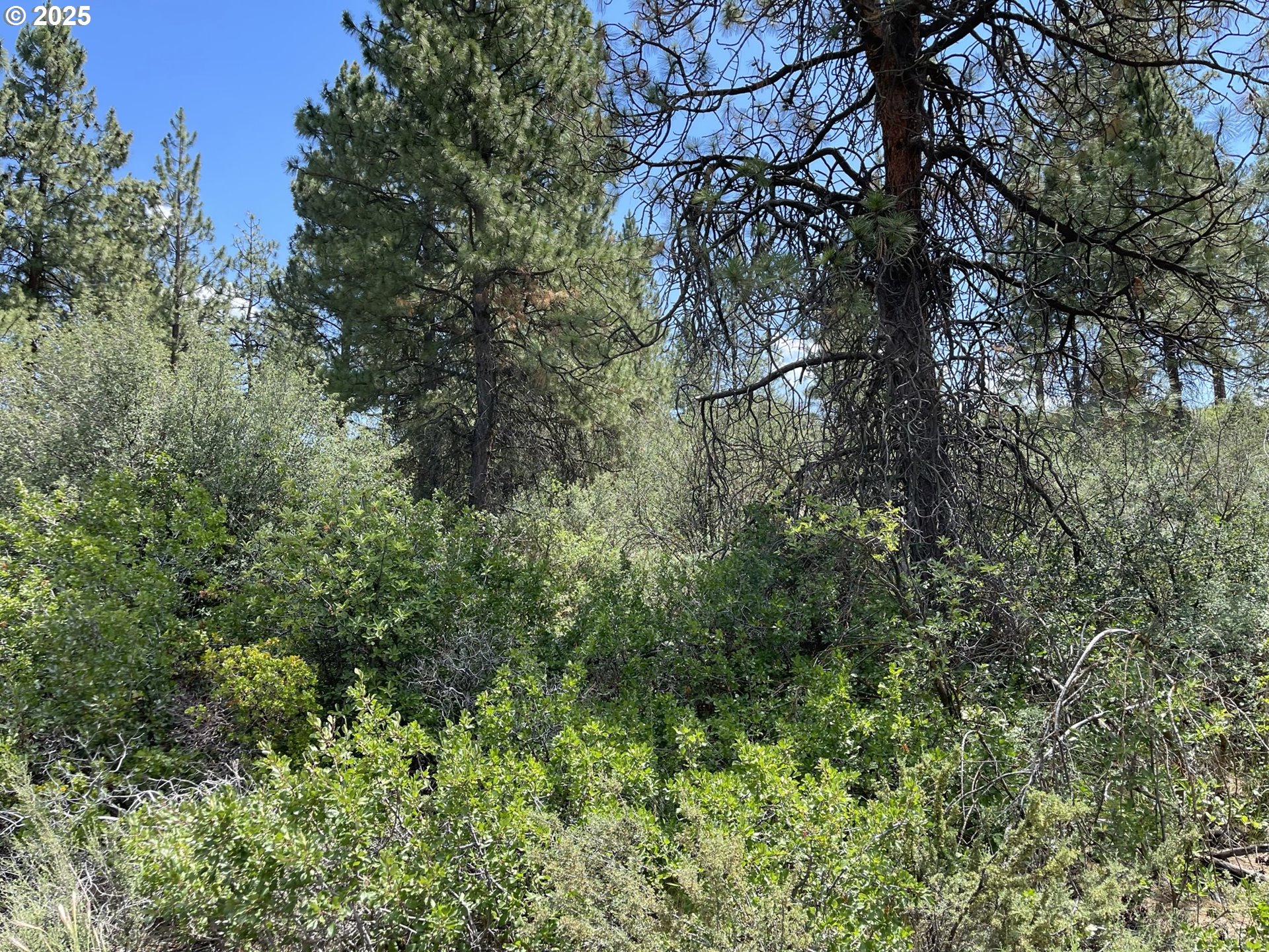 Margi Way, Unit 8 Chiloquin, OR 97624 - Photo 7 of 23 a view of a yard with a tree