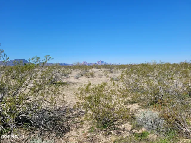 a view of a dry yard with trees