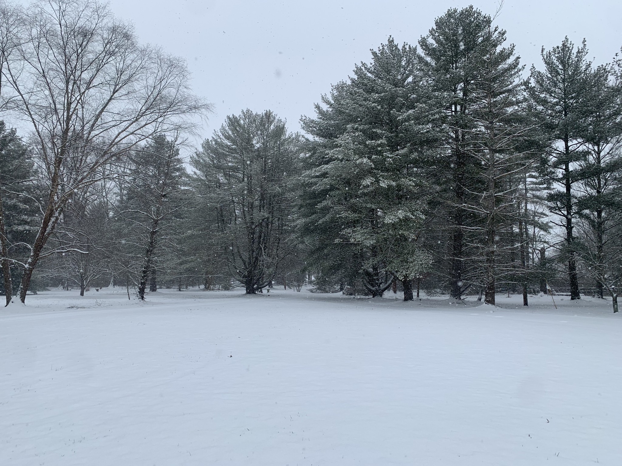 1006 Remington Place Manchester, TN 37355 - Photo 74 of 98 a view of snow with trees in the background