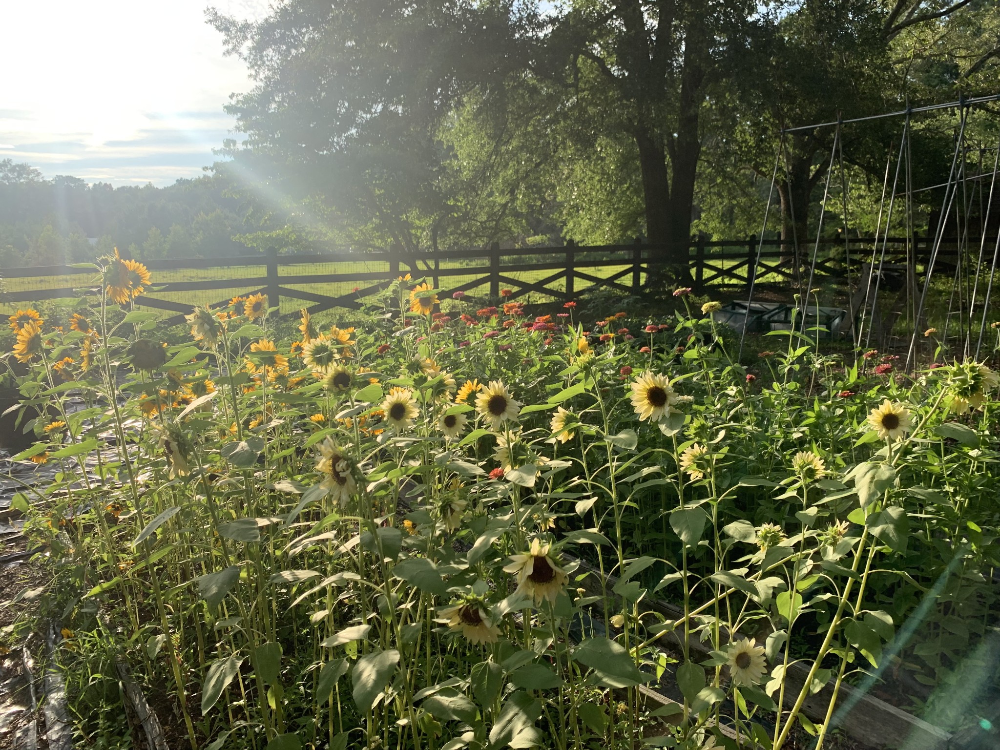 1006 Remington Place Manchester, TN 37355 - Photo 75 of 95