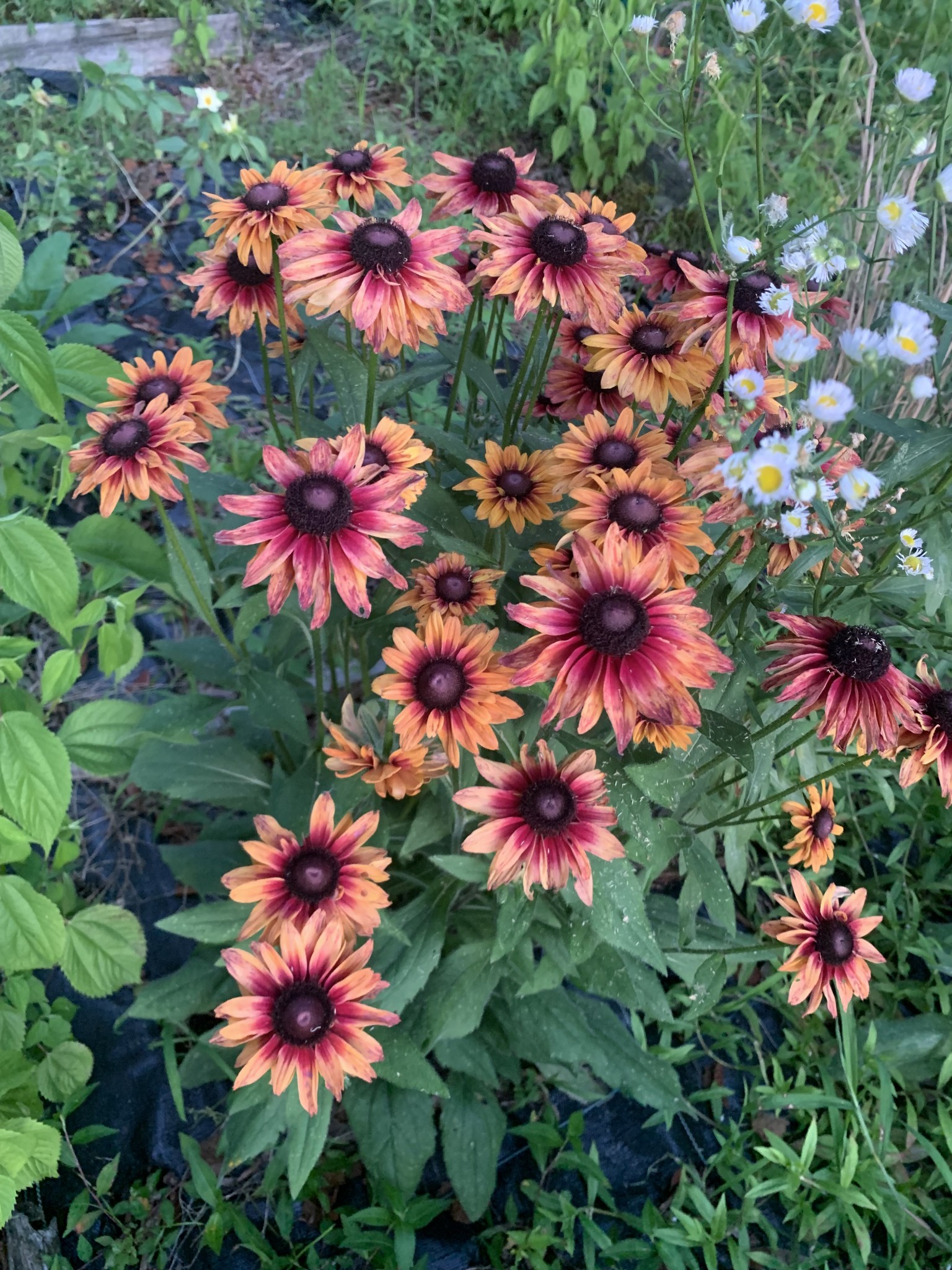 1006 Remington Place Manchester, TN 37355 - Photo 89 of 95