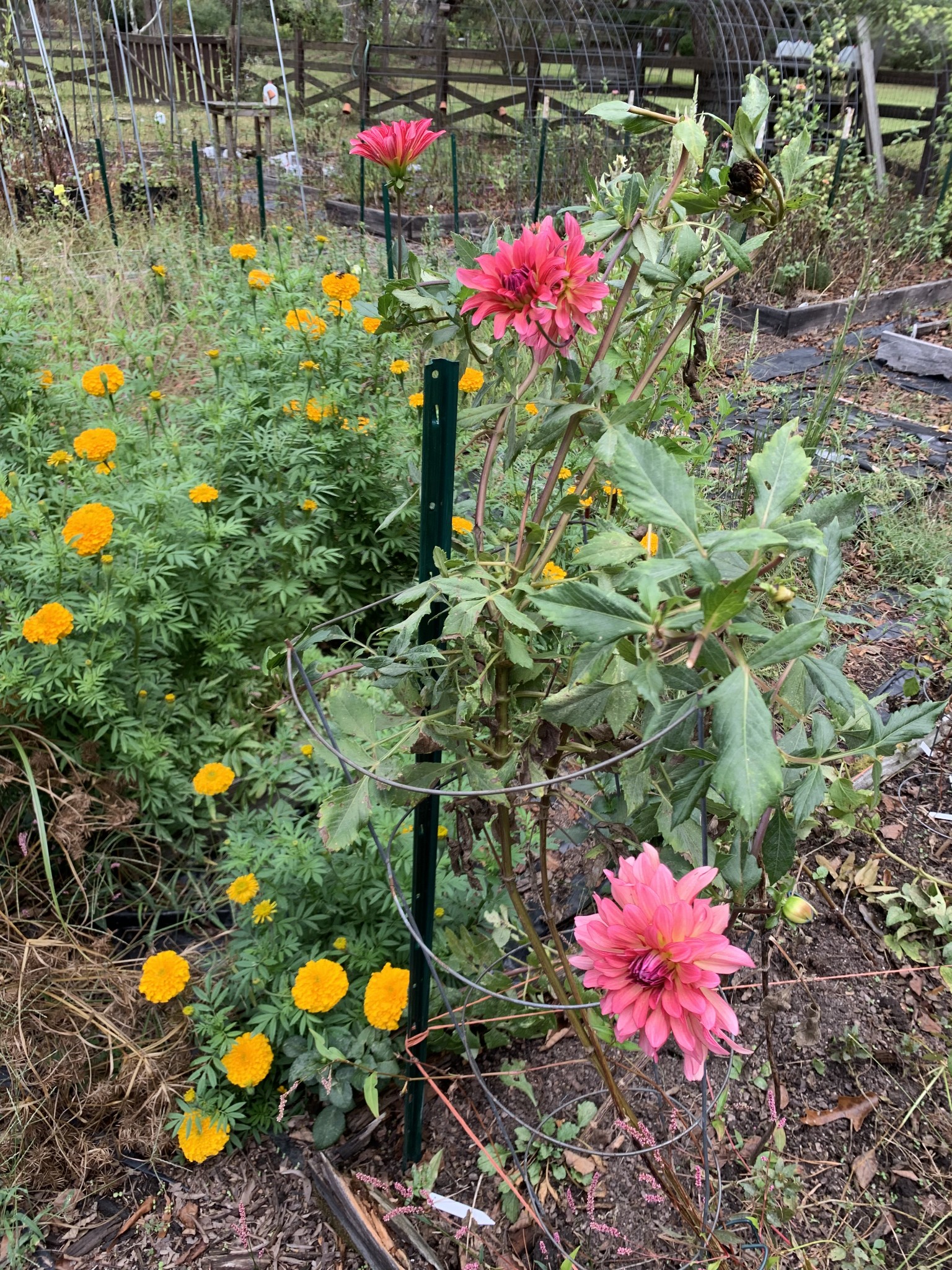 1006 Remington Place Manchester, TN 37355 - Photo 91 of 95