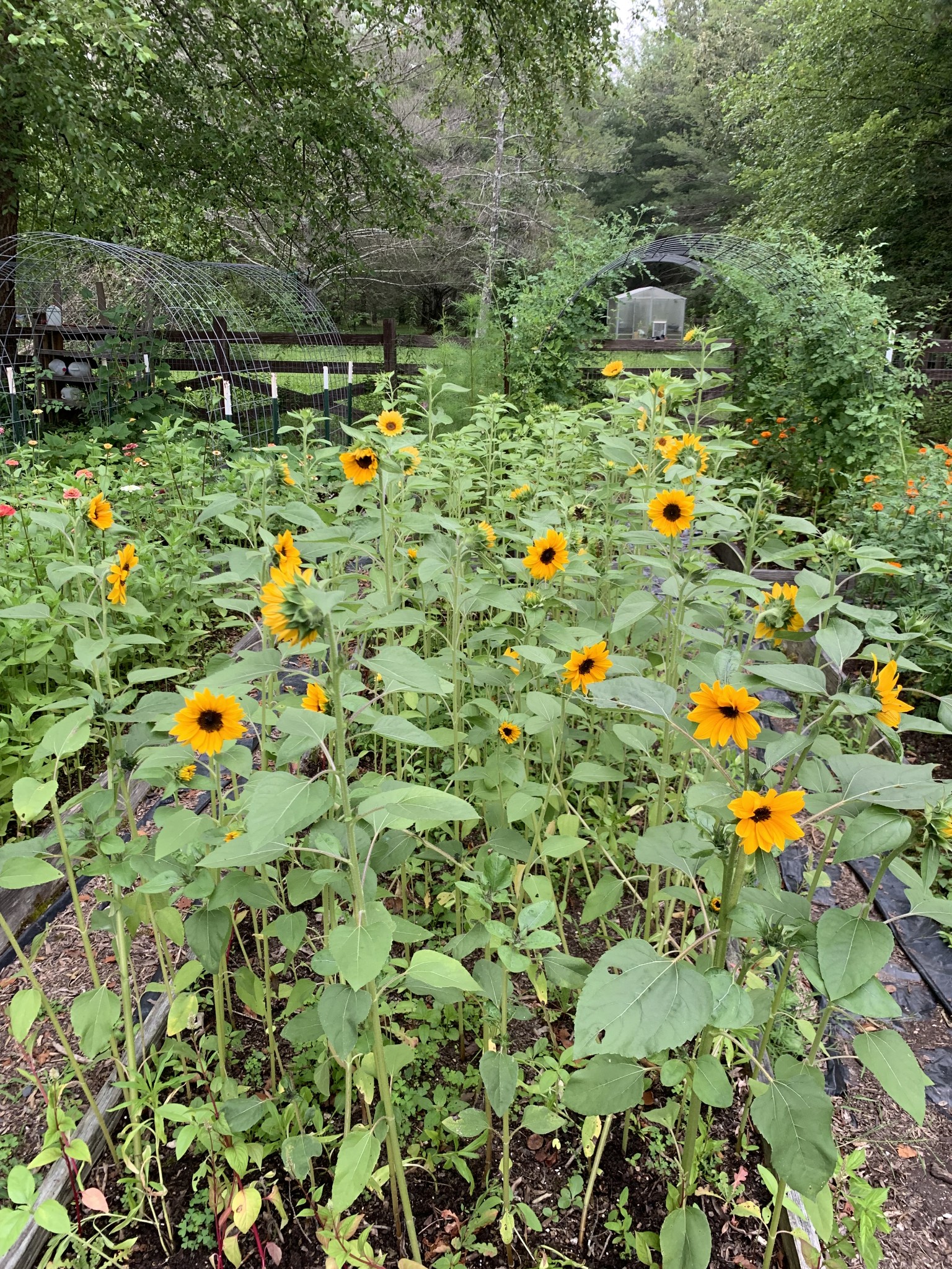 1006 Remington Place Manchester, TN 37355 - Photo 92 of 95