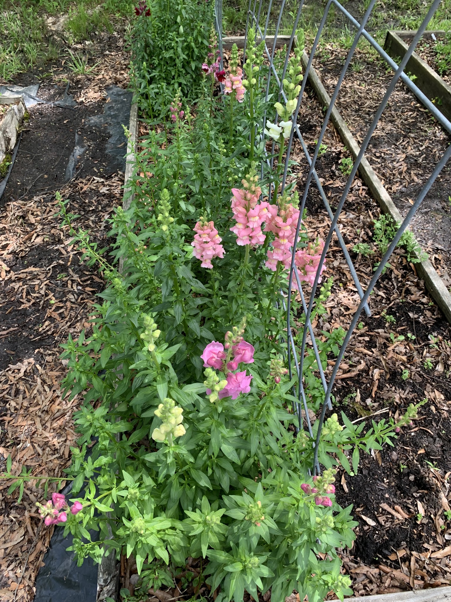 1006 Remington Place Manchester, TN 37355 - Photo 93 of 95