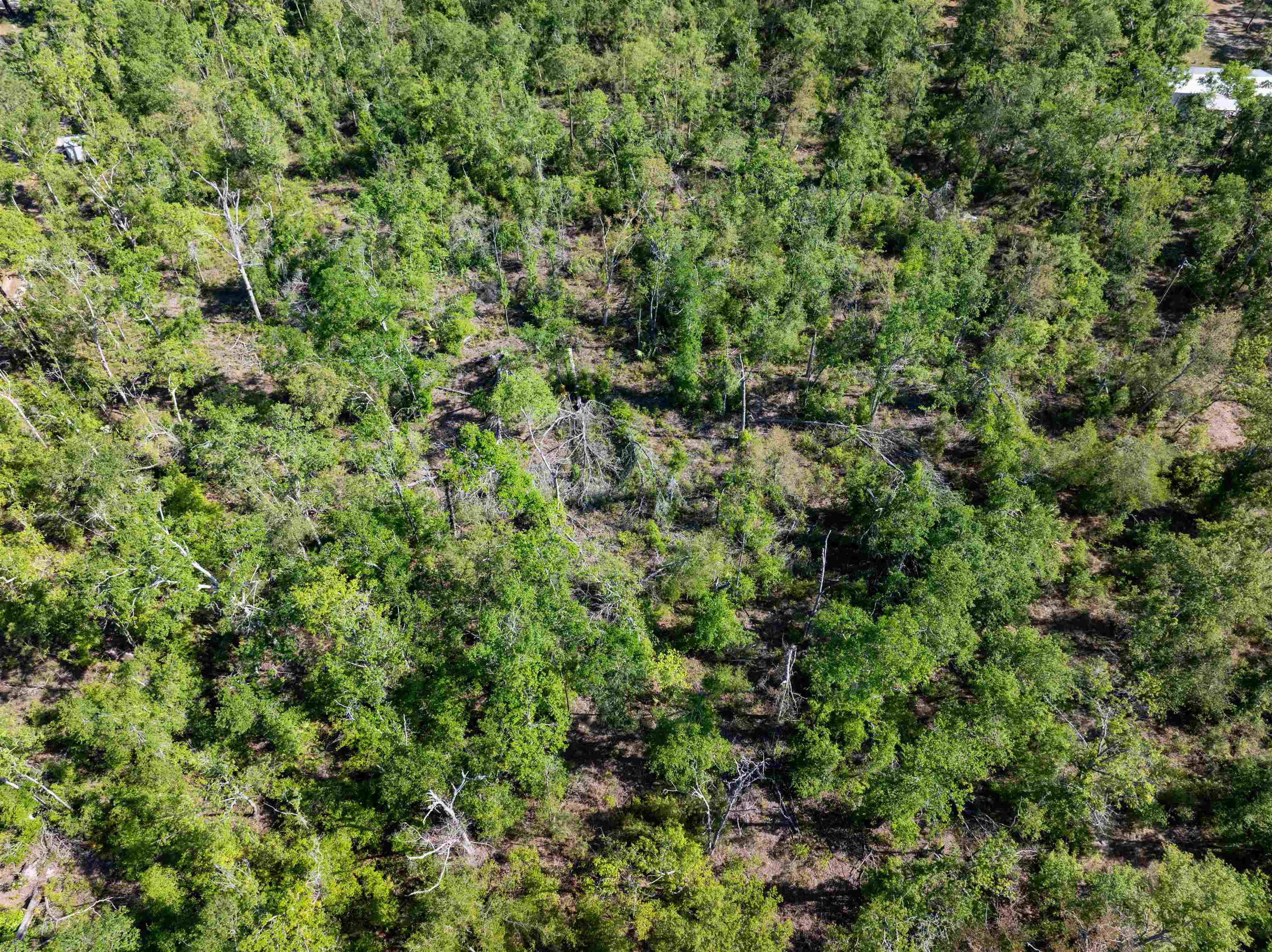 3756 Cash Road Perry, FL 32348 - Photo 11 of 14