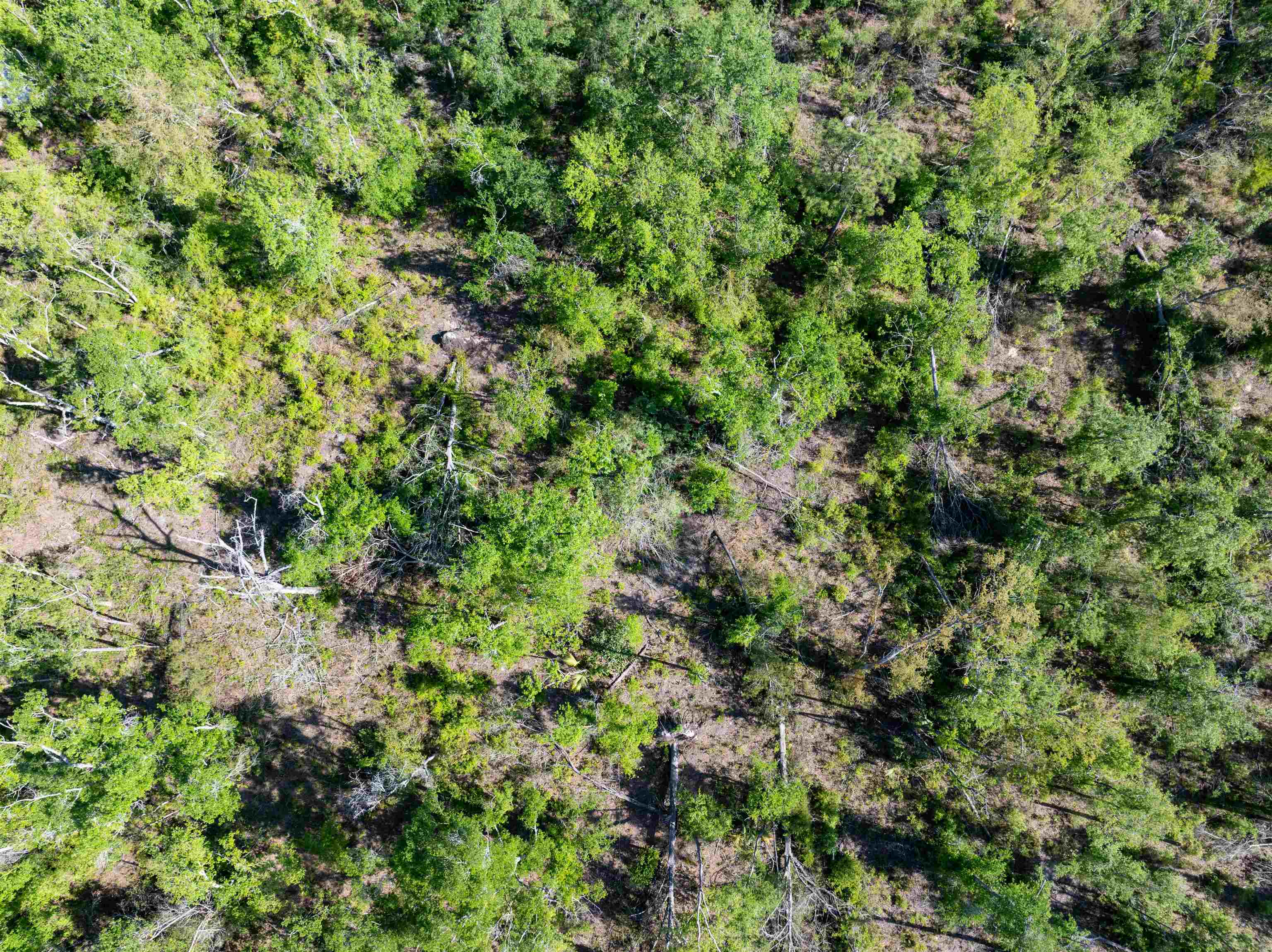 3756 Cash Road Perry, FL 32348 - Photo 12 of 14