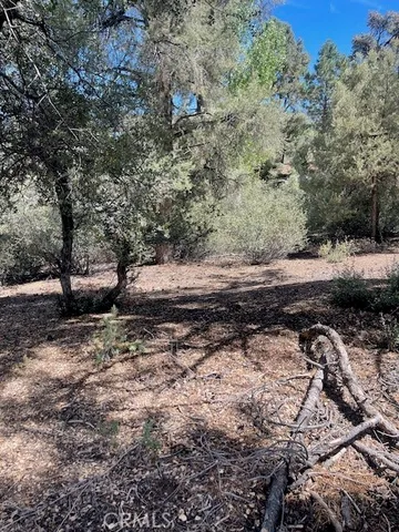 a view of a yard with plants and trees