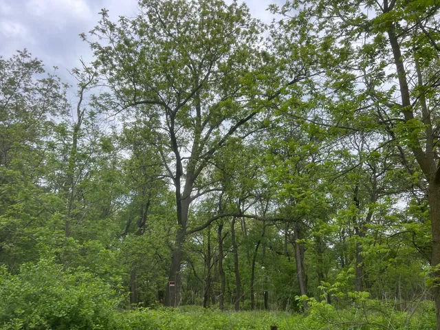 $1,349,000 | 56 Highway 56, Le Roy, MN 55951