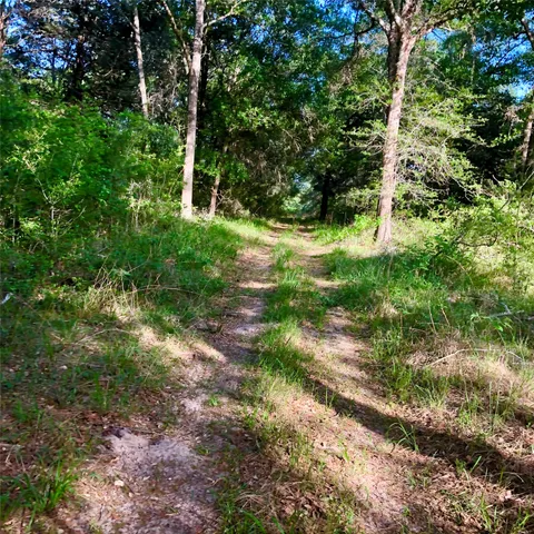 a view of a yard with plants and large trees