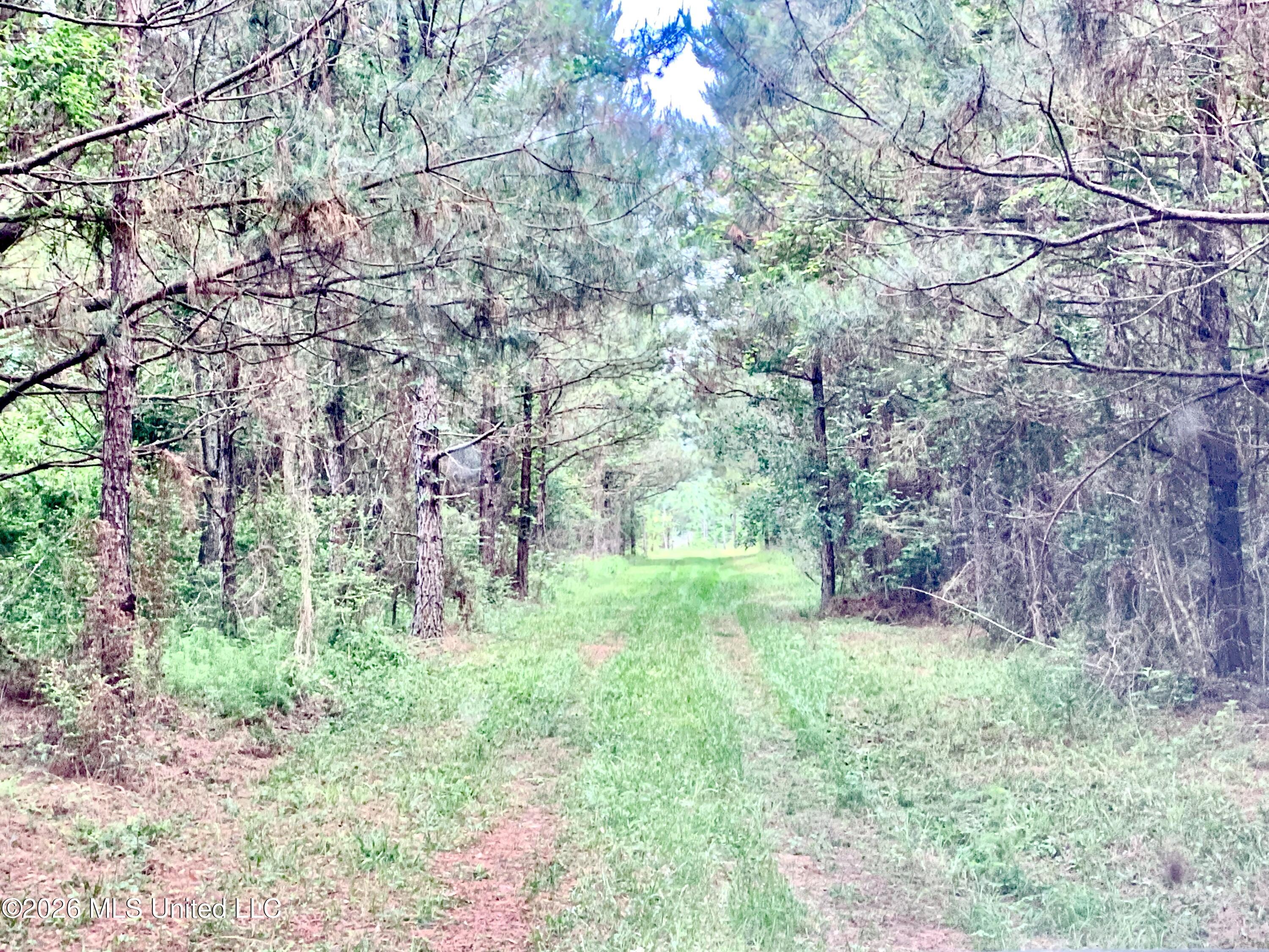 0 Griffin Road Tylertown, MS 39667 - Photo 11 of 15 IMG_7884