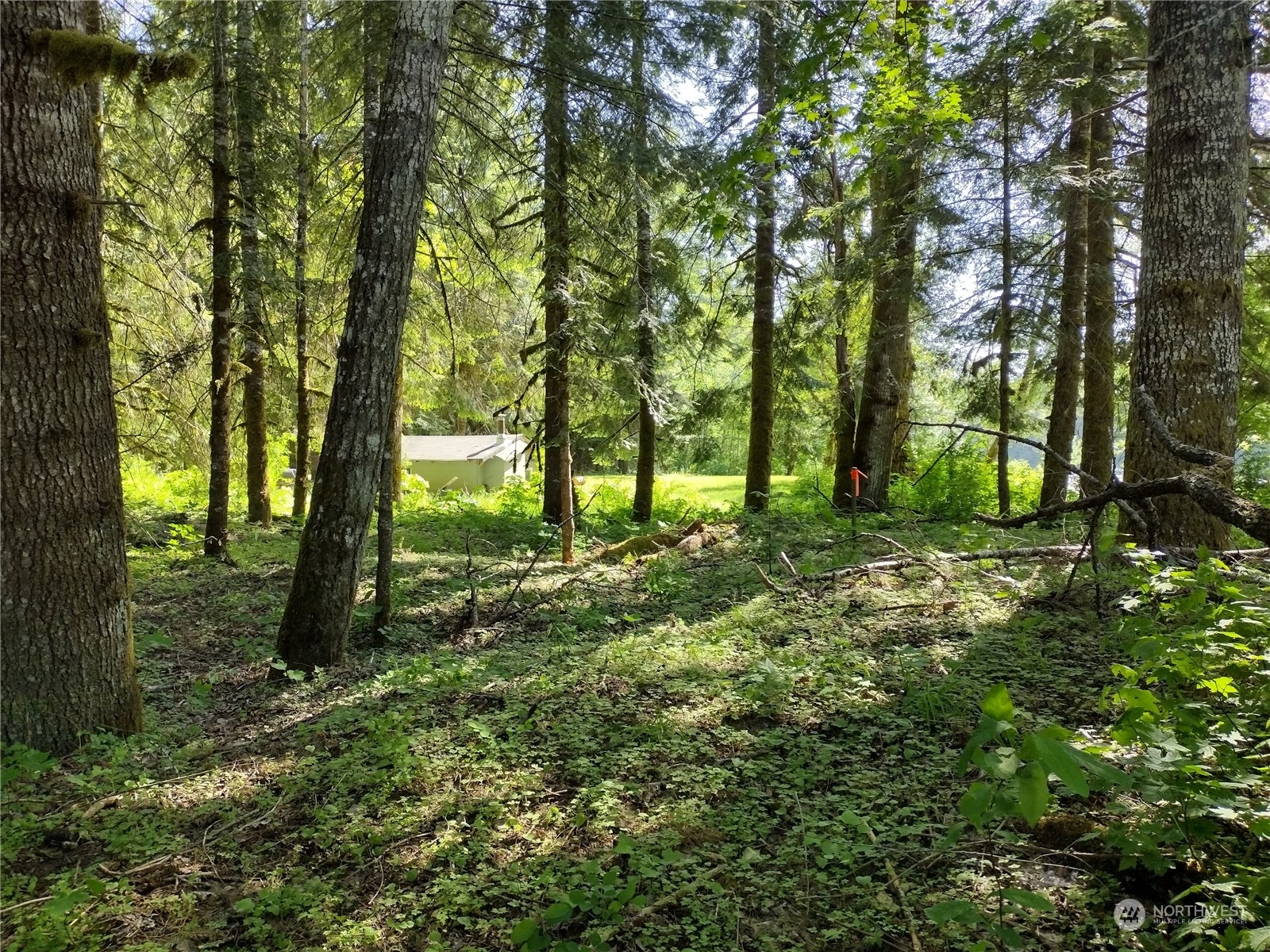 299 Baker Road Randle, WA 98377 - Photo 11 of 18 Gallery Image 11