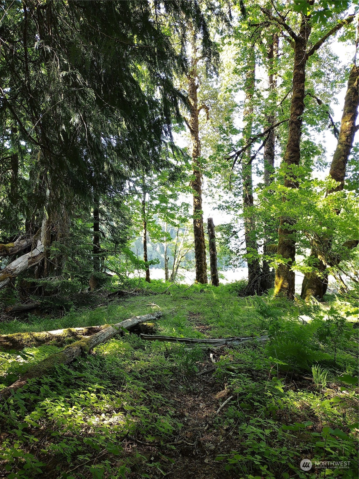 299 Baker Road Randle, WA 98377 - Photo 18 of 18 Gallery Image 18