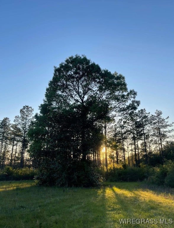 28338 Smyrna Road Florala, AL 36442 - Photo 2 of 28 Gallery Image 2