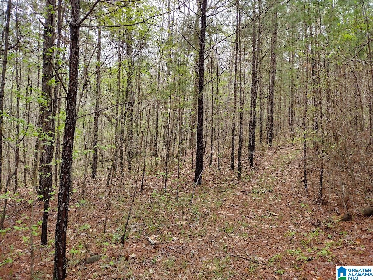 0 County Road 821 Wadley, AL 36276 - Photo 4 of 5
